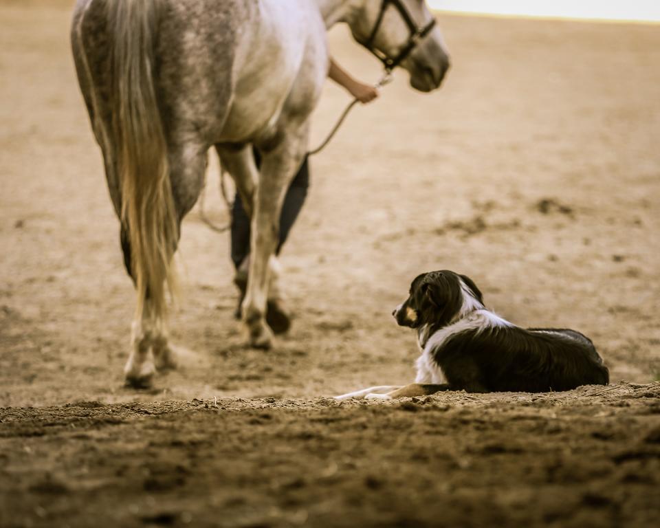 Western Pleasure Guest Ranch Sandpoint Kültér fotó
